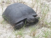 Canaveral National Seashore
