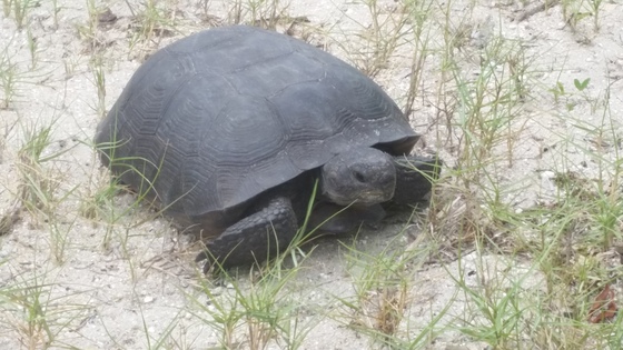 Canaveral National Seashore