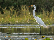 Great Egret