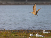 Long Billed Curlew
