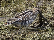 Scouring Woodcock