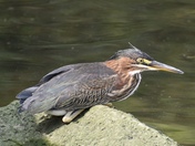 Heron