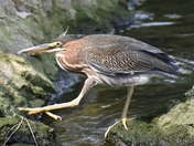 Heron