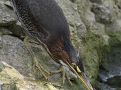 Heron