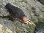 Heron