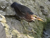 Heron