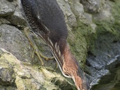Heron