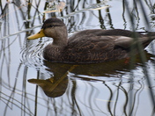 Ducks