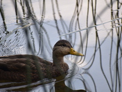 Ducks