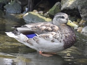 Ducks