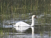 Swan