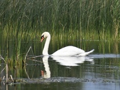 Swan