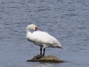Swan