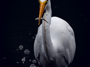 Great egret