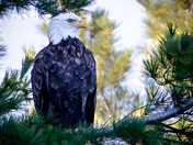 Regal Eagle