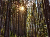 Sun Glowing Through Park Trees
