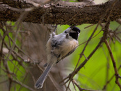 Chickadees in trees
