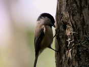 Chickadees in trees