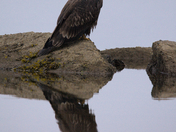bald eagle reflection
