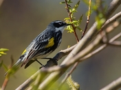 Yellow-Rumped Warbler