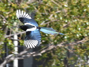 Colorful flyer