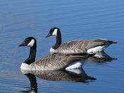 Double Canadas
