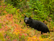Mount Rainier National Park