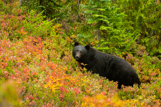 Mount Rainier National Park