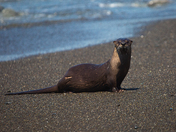 Olympic National Park