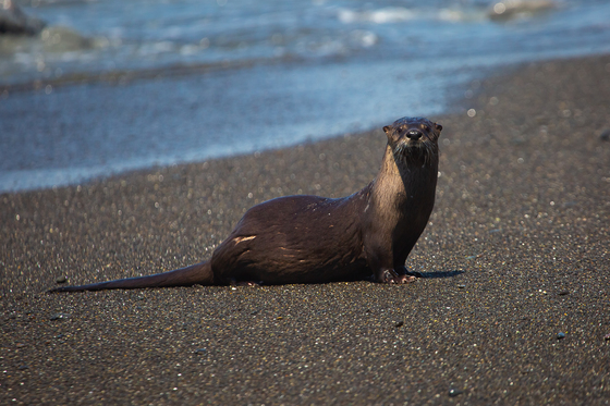 Olympic National Park