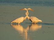 Great Egrets Cross Paths