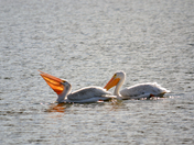 Upper Mississippi River National Wildlife and Fish Refuge