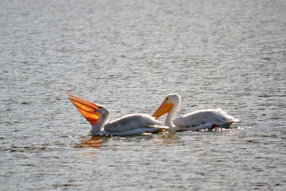 Upper Mississippi River National Wildlife and Fish Refuge