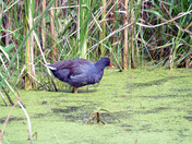 Horicon National Wildlife Refuge