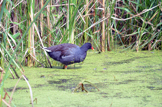 Horicon National Wildlife Refuge