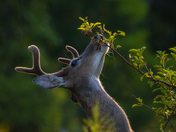 Taste of Late Summer 