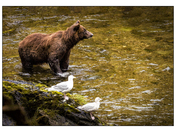 Tongass National Forest