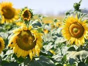 Sunflower Fields Forever