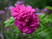 Roses and Dew Drops