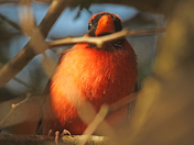 cardinal  