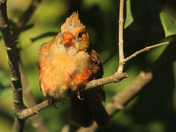 cardinal  