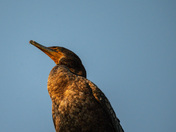 Double-crested Cormorant