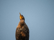Double-crested Cormorant