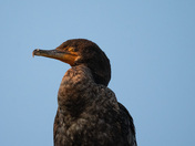 Double-crested Cormorant