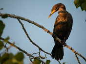 Double-crested Cormorant