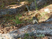 Stay Away...those cones are mine