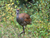 Sandhill Crane