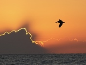 Assateague Island National Seashore