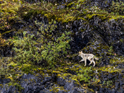 Glacier Bay National Park