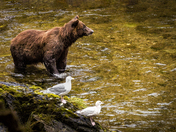 Tongass National Forest